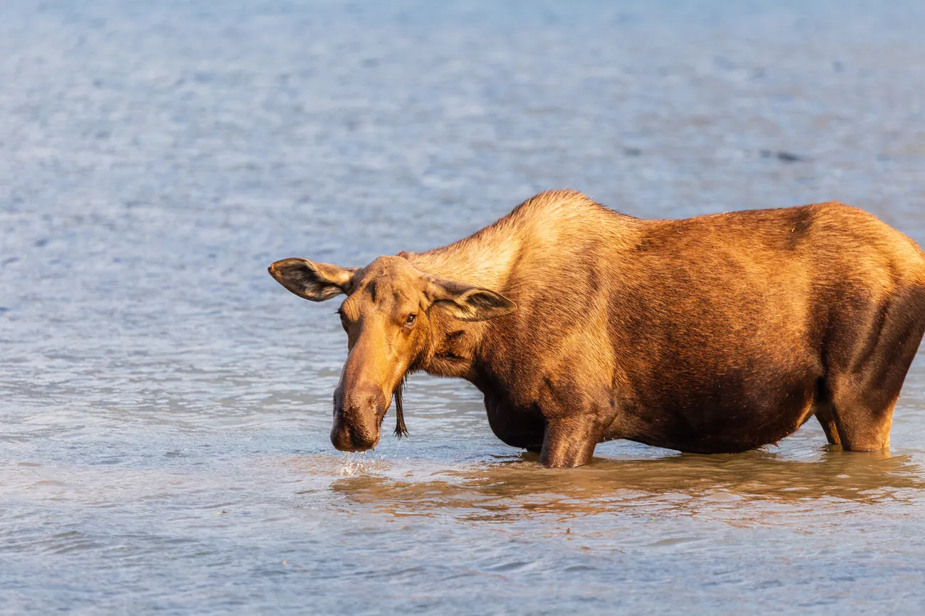 A moose wading in shallow water at Many Glacier