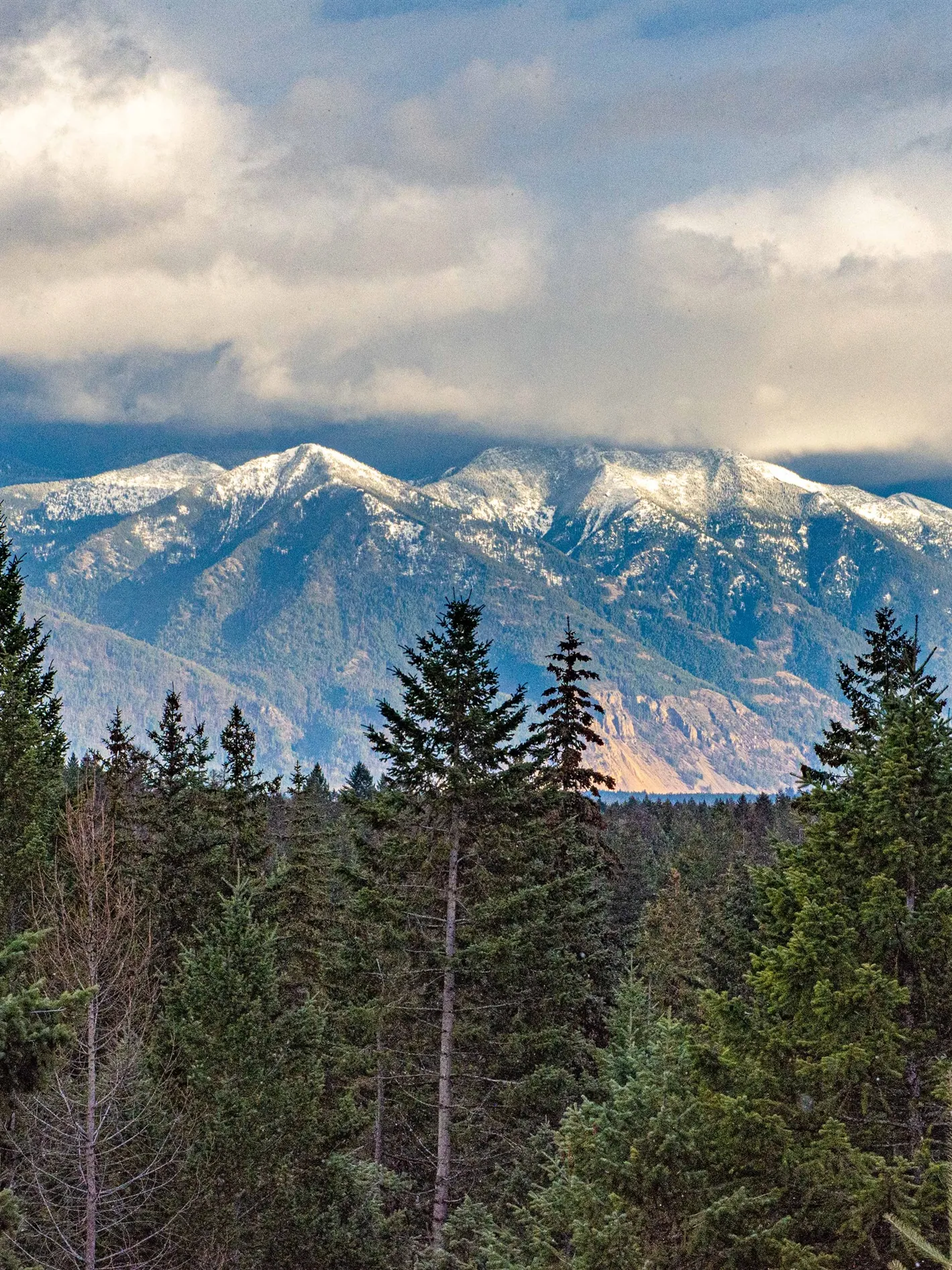 The snow-capped range beyond the evergreens on a morning of low cloud